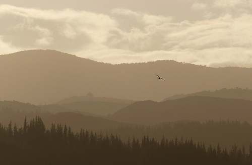 new zealand bird flying over mountain with trees landscape
